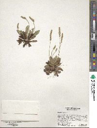 Plantago virginica image