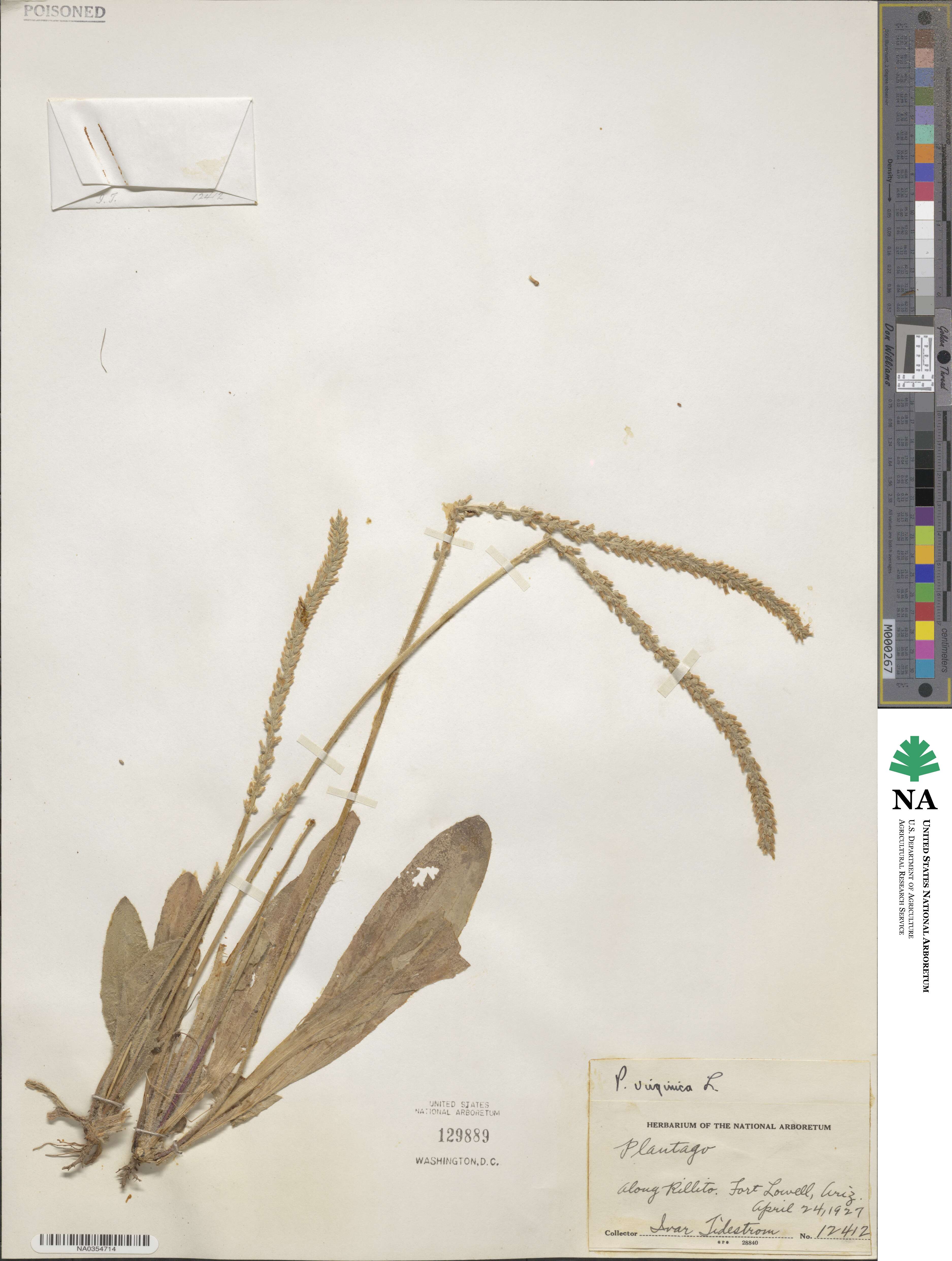 Plantago virginica image