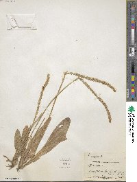 Plantago virginica image