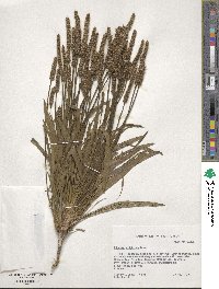 Plantago wrightiana image