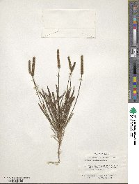 Plantago wrightiana image