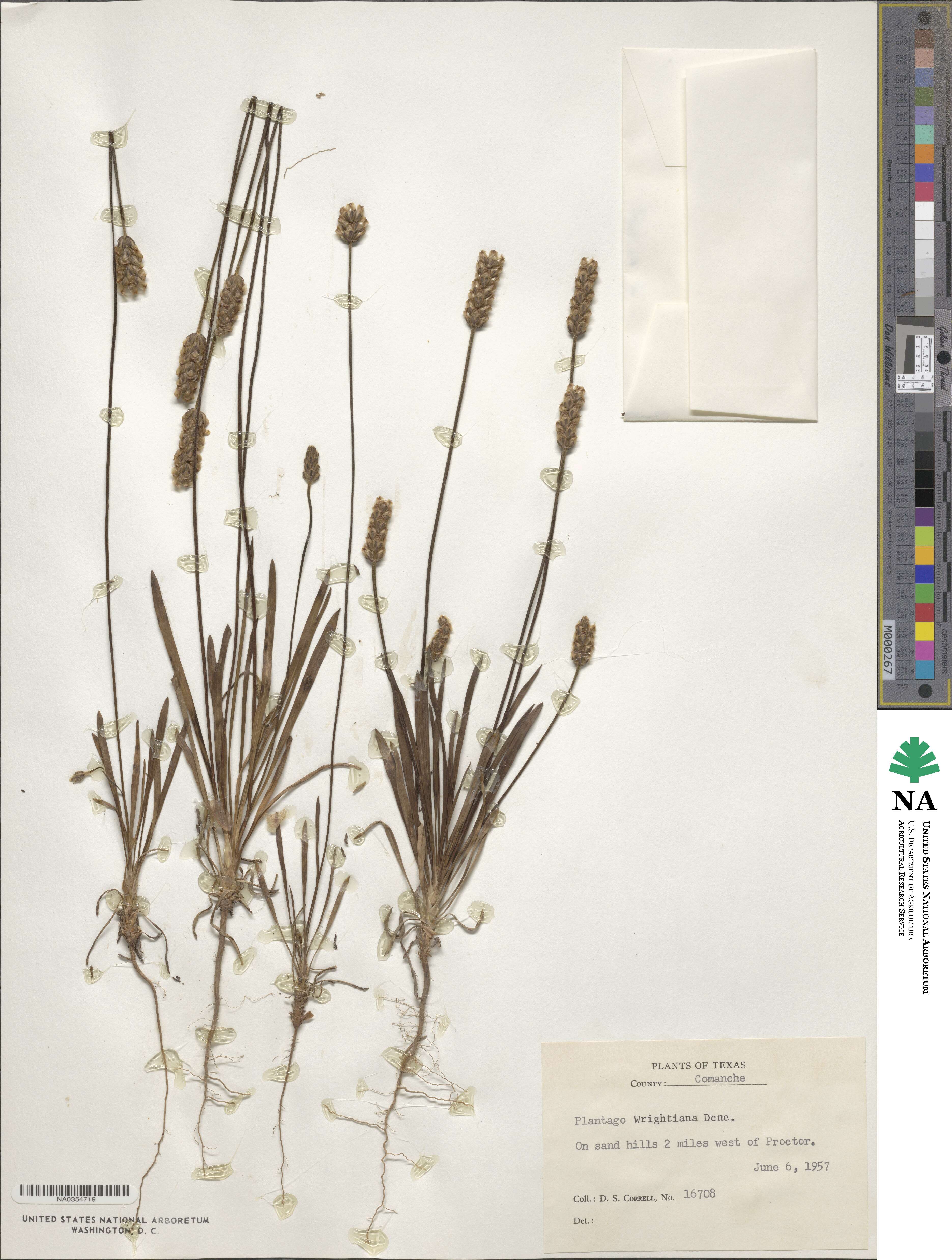 Plantago wrightiana image