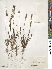 Plantago wrightiana image