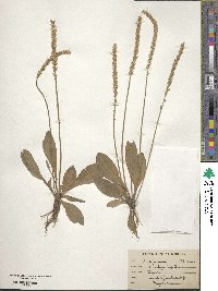 Plantago rugelii image