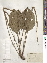 Plantago rugelii image