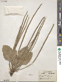 Plantago rugelii image