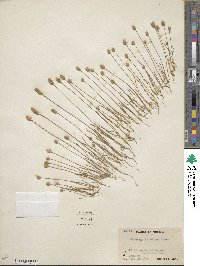 Plantago patagonica image