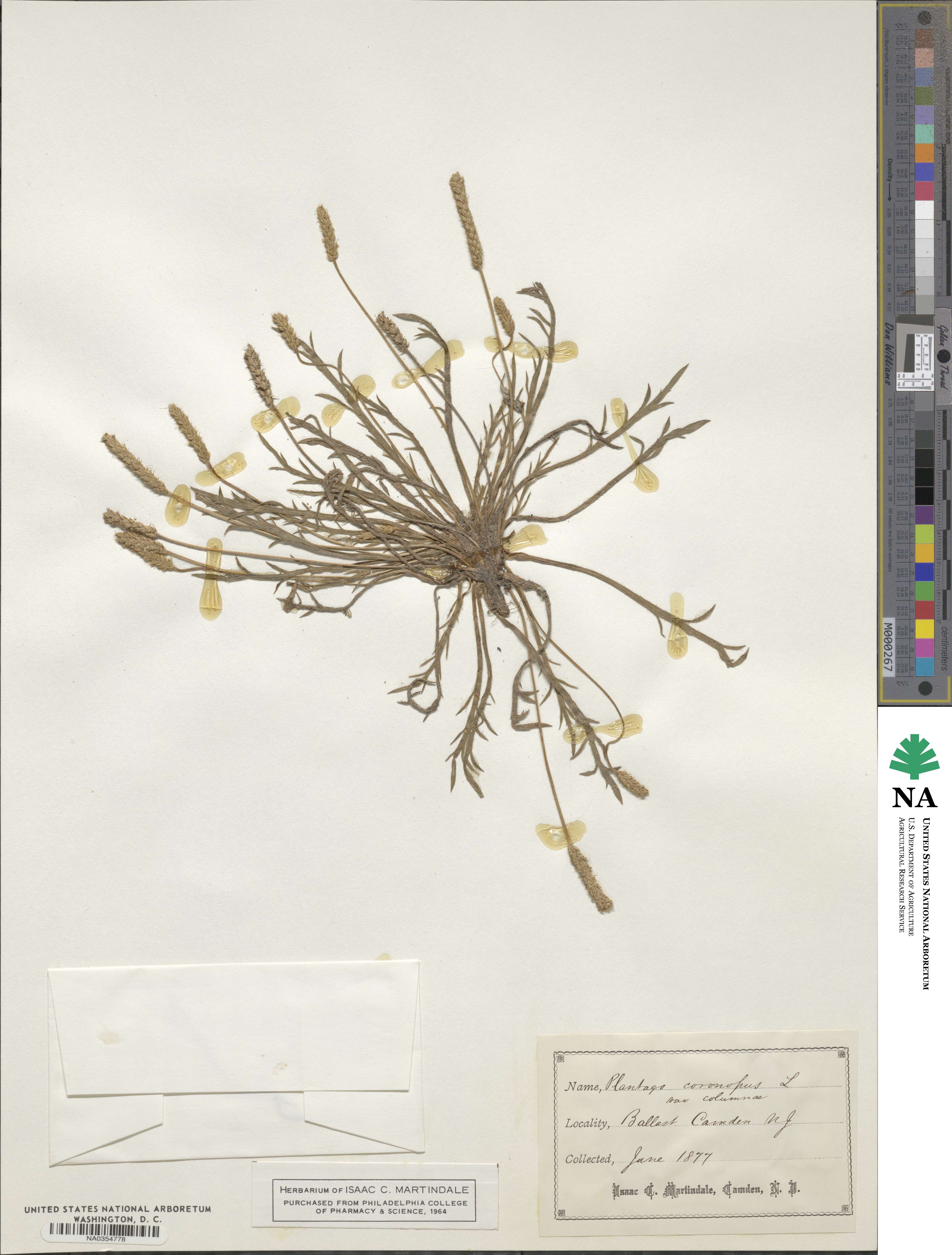 Plantago coronopus image