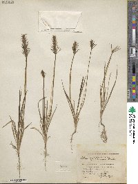 Image of Plantago aristata