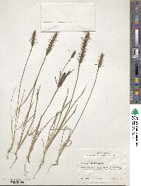 Plantago aristata image