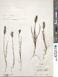 Plantago aristata image