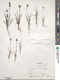 Plantago aristata image