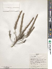 Plantago aristata image