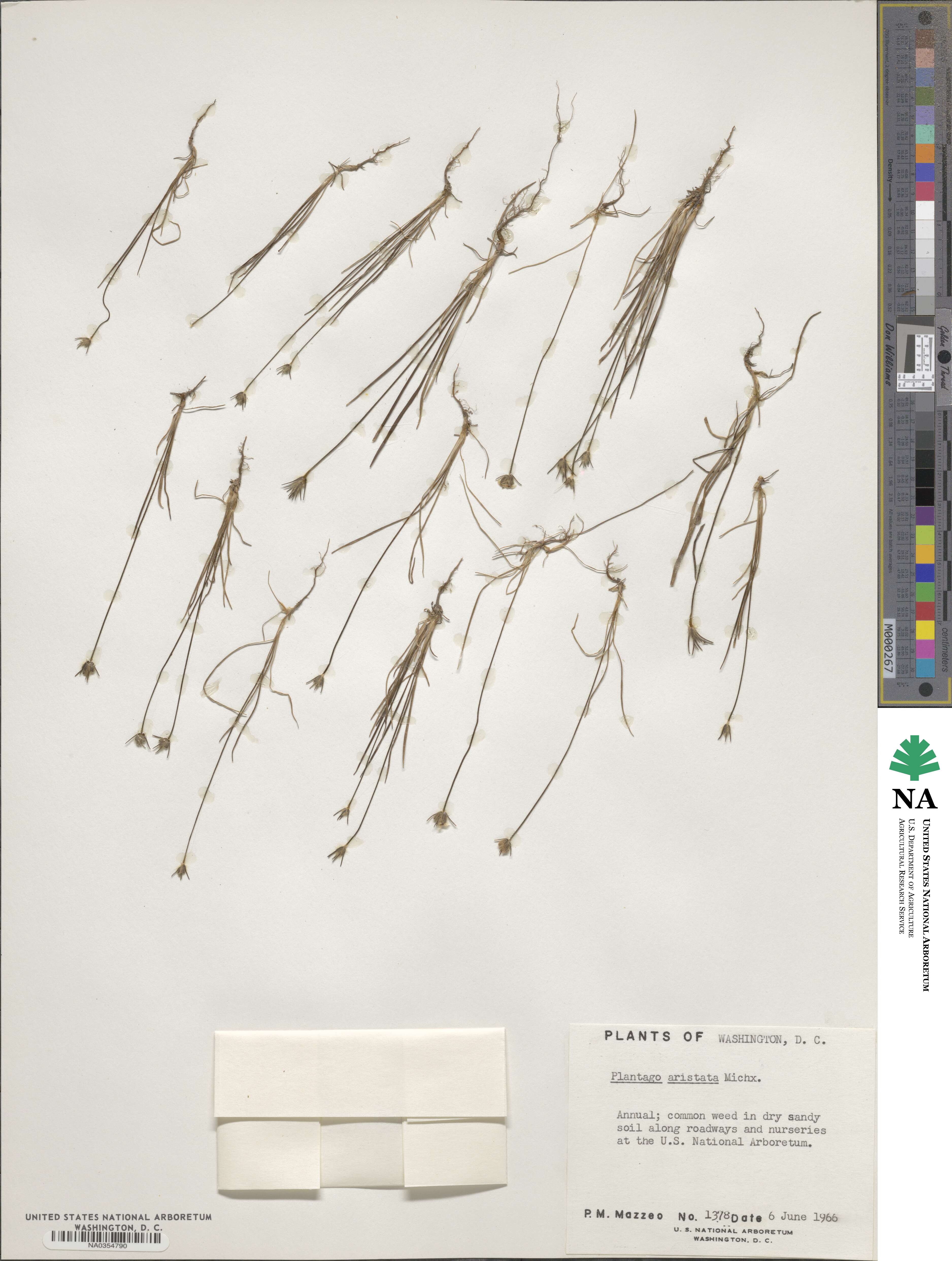 Plantago aristata image
