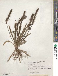 Plantago aristata image