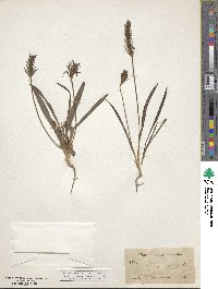 Plantago aristata image