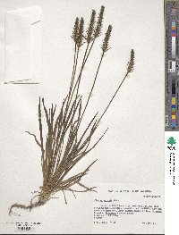 Plantago aristata image