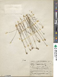 Plantago aristata image