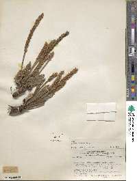 Image of Plantago berroi