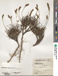 Image of Plantago brasiliensis