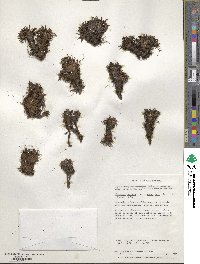 Plantago barbata image