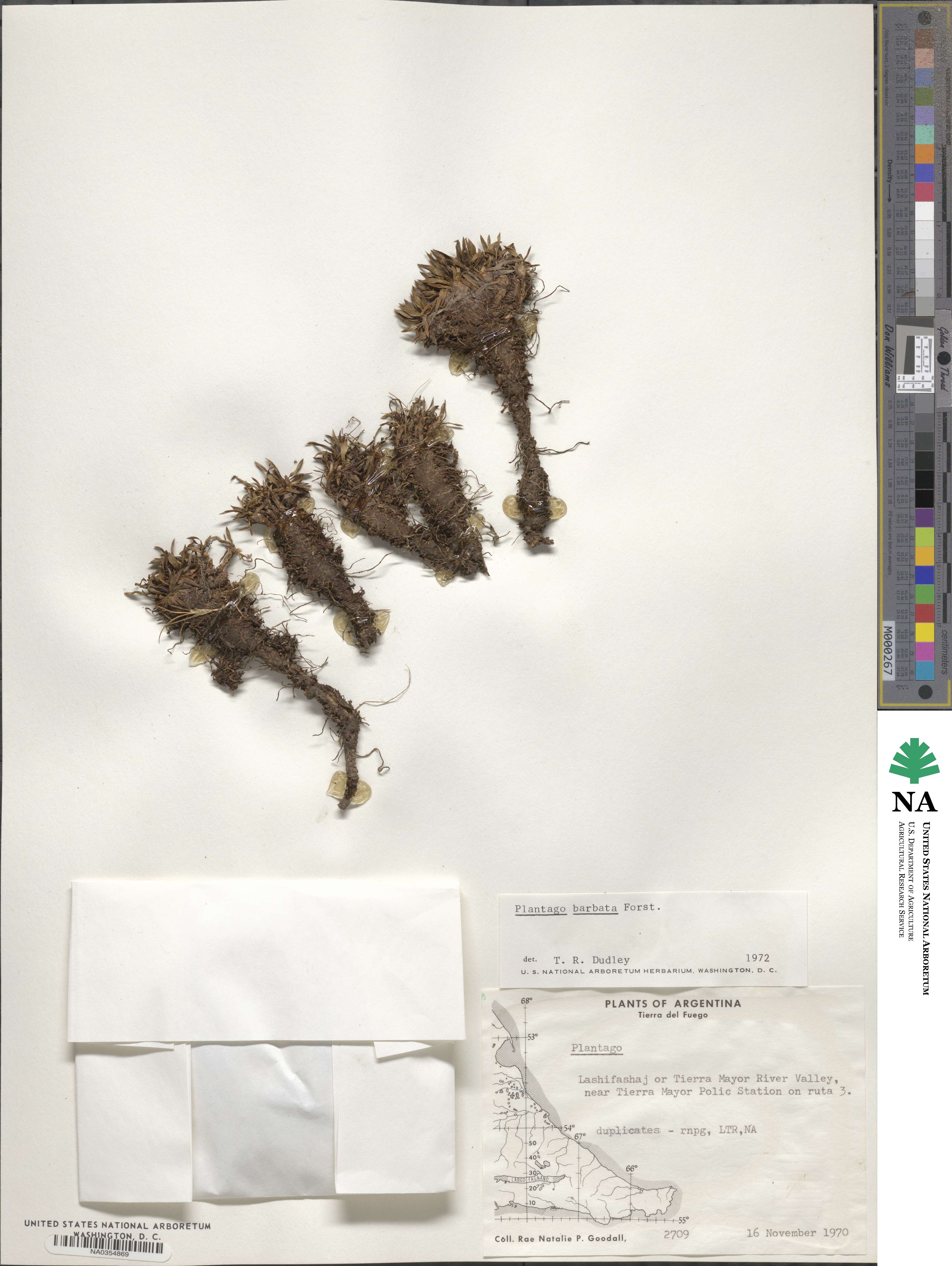 Plantago barbata image