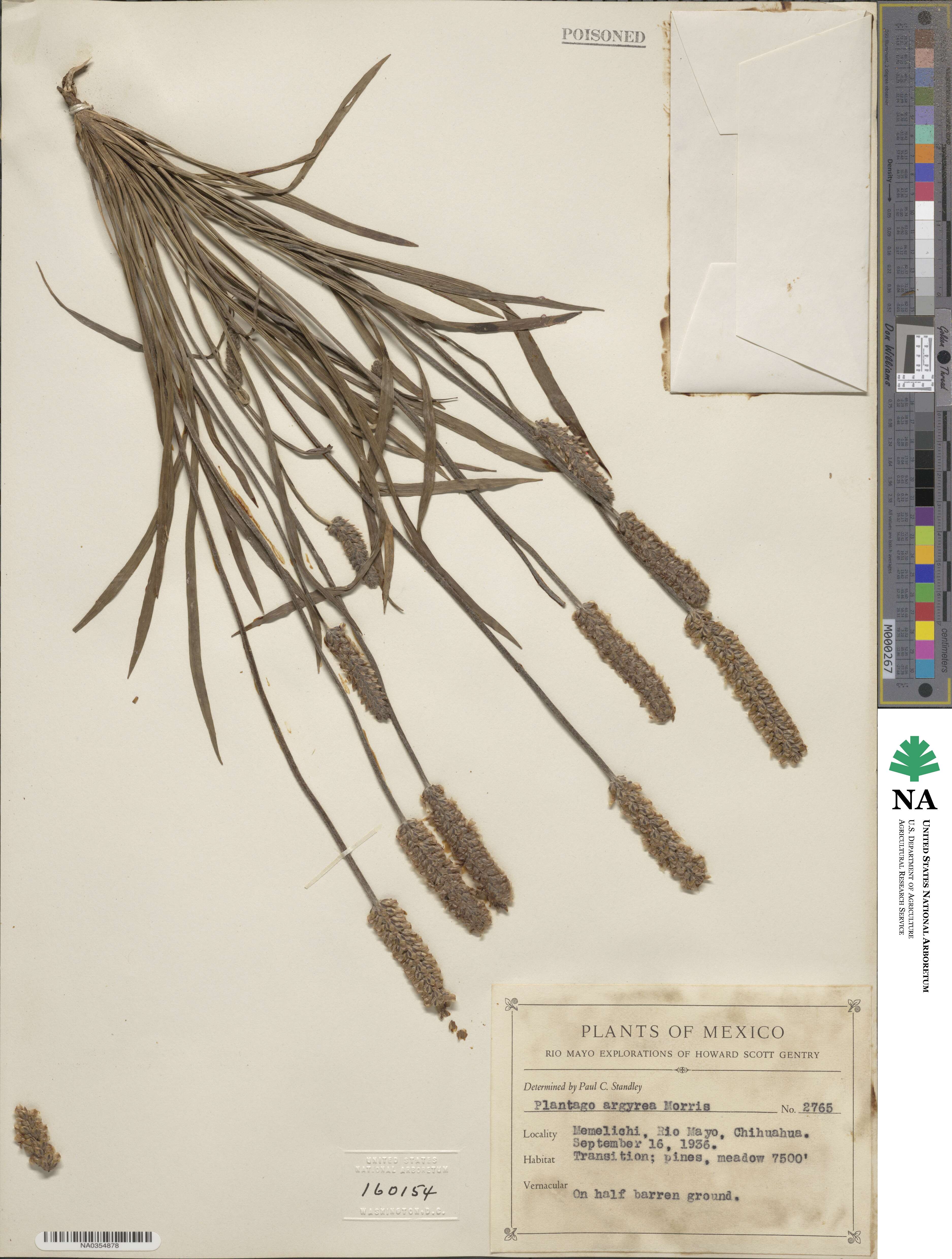 Plantago argyrea image