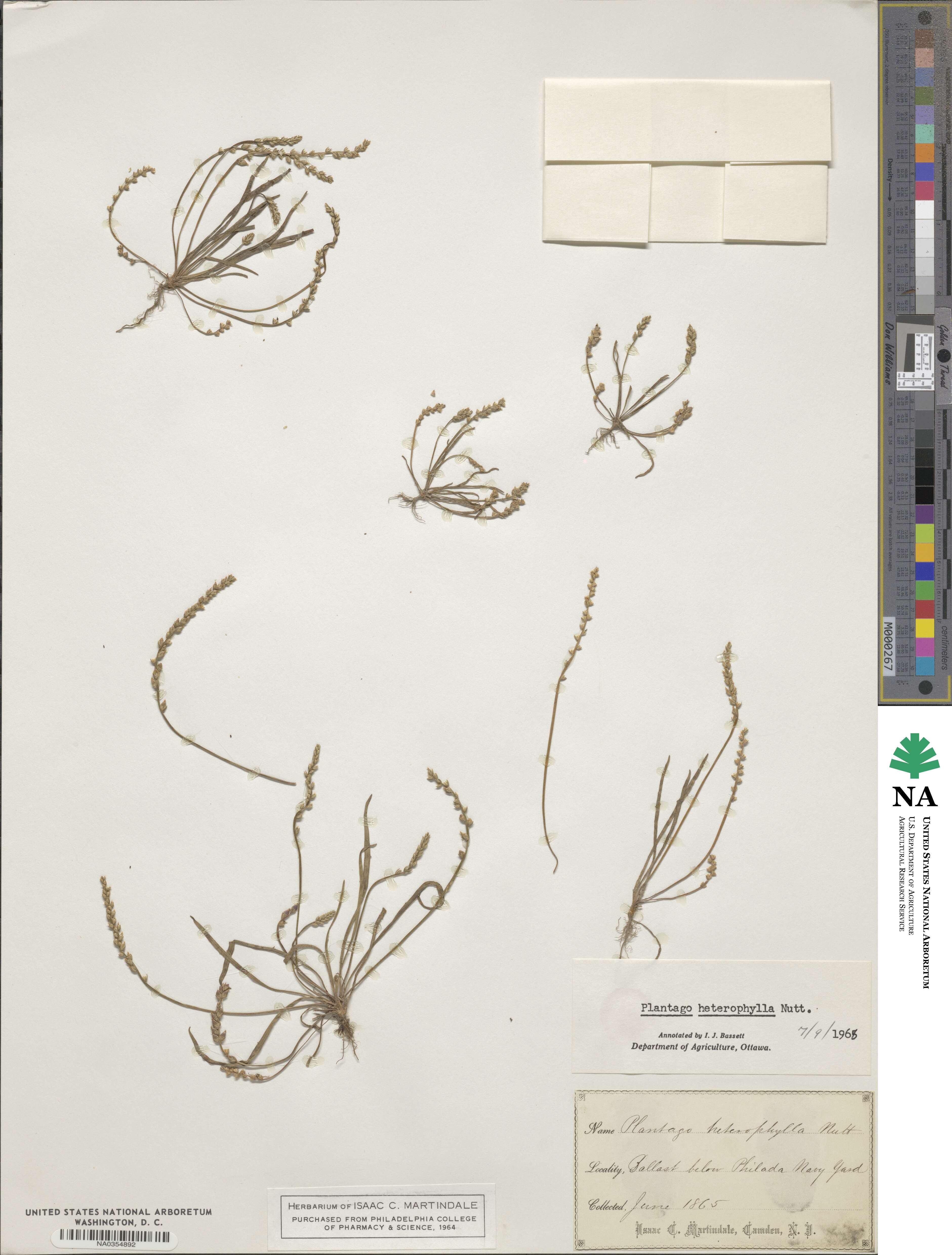 Plantago heterophylla image