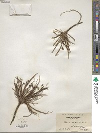 Plantago maritima image