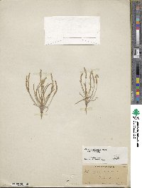 Plantago elongata image