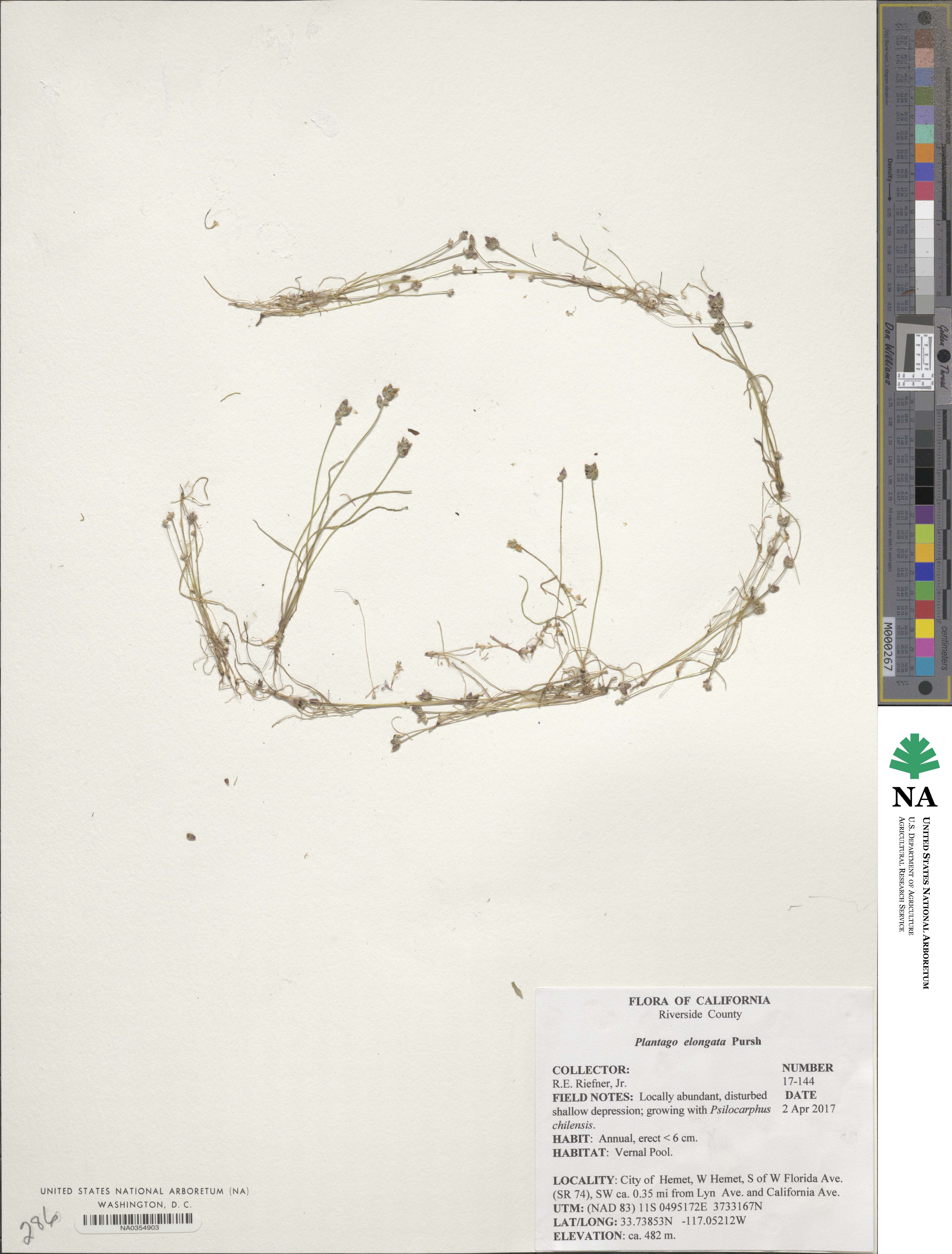 Plantago elongata image