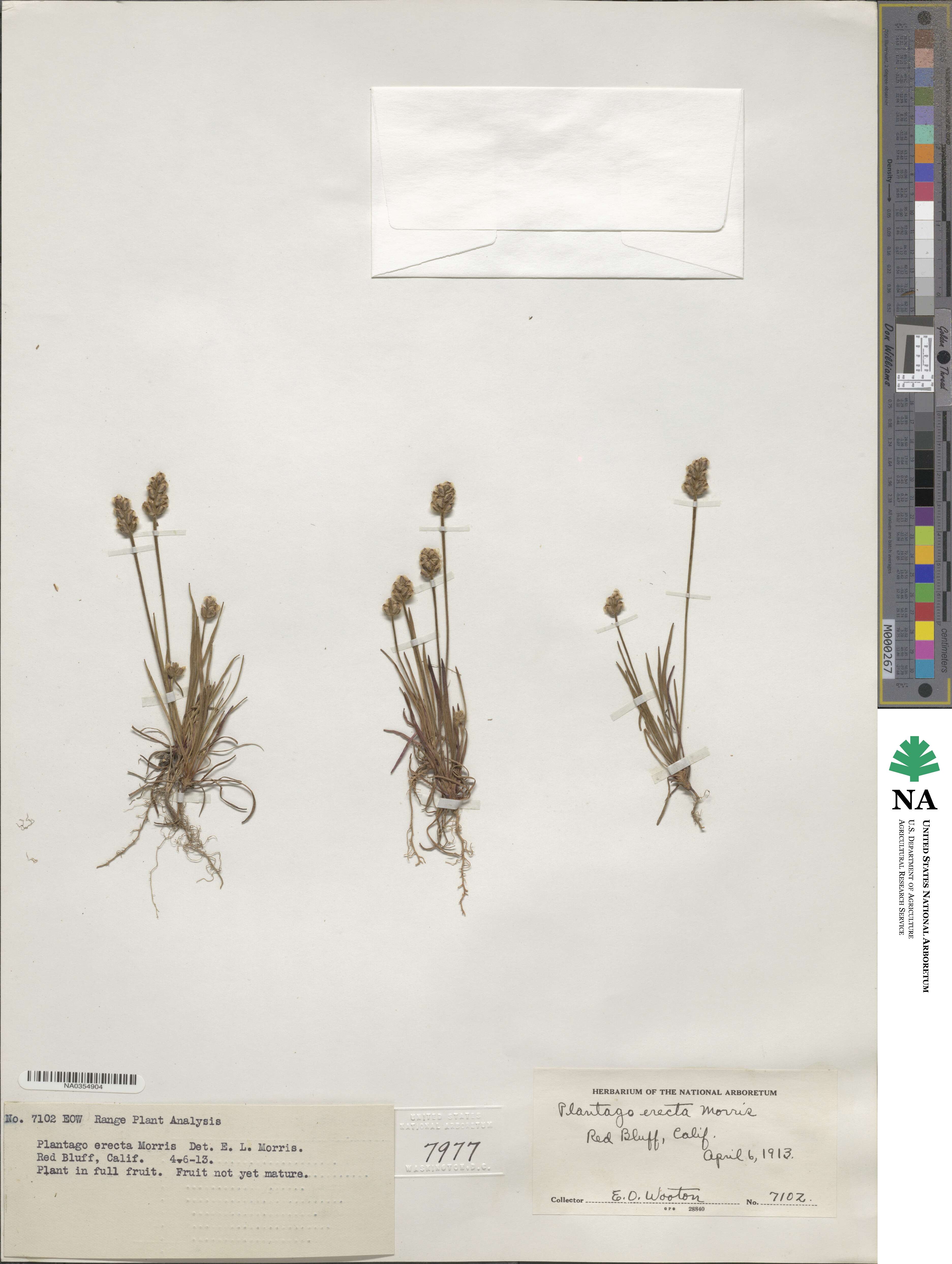 Plantago erecta image