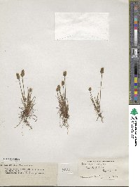 Image of Plantago erecta