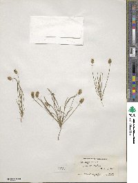 Plantago erecta image