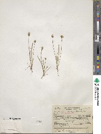 Plantago erecta image