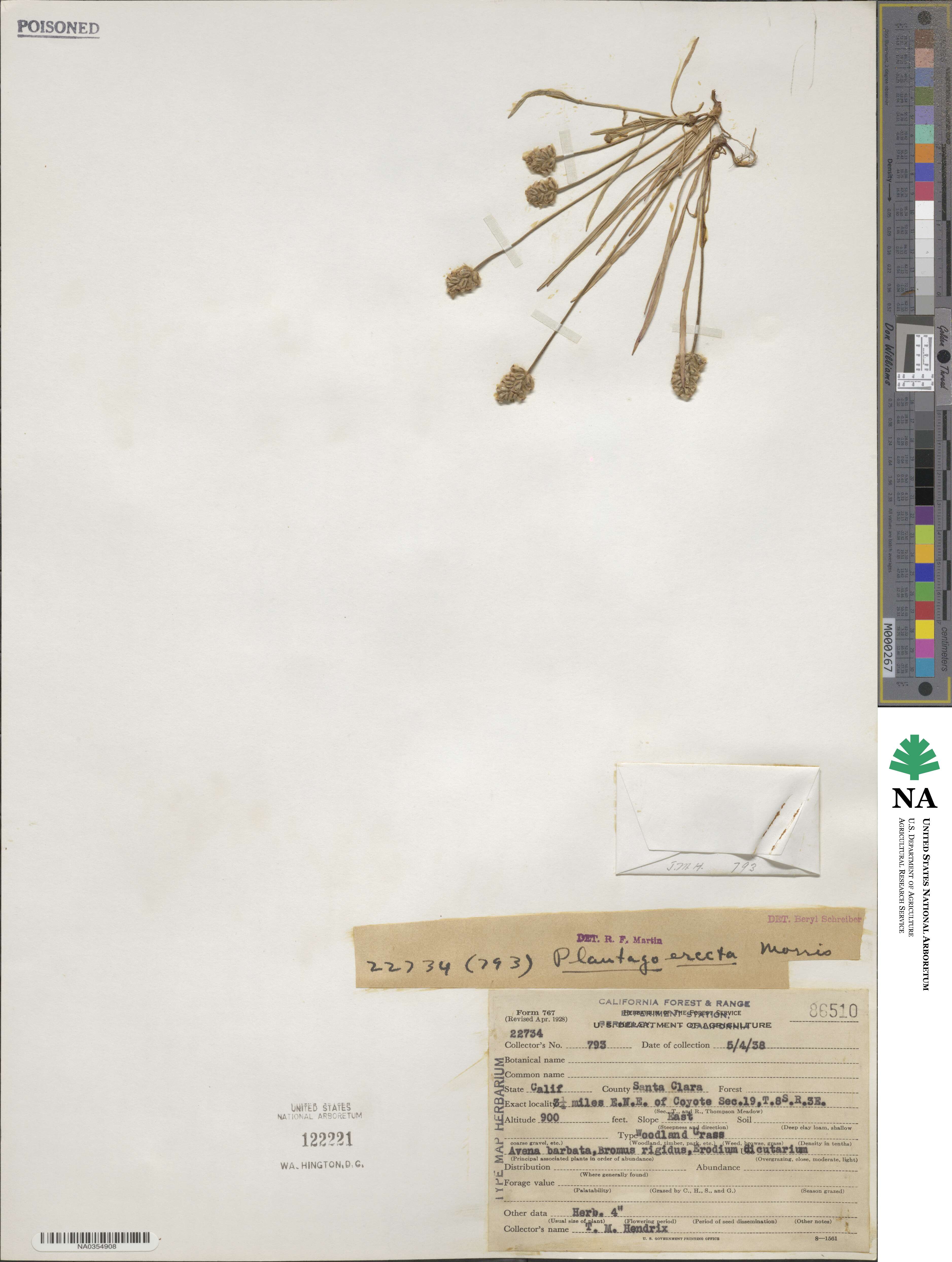 Plantago erecta image