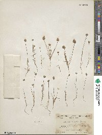 Plantago erecta image