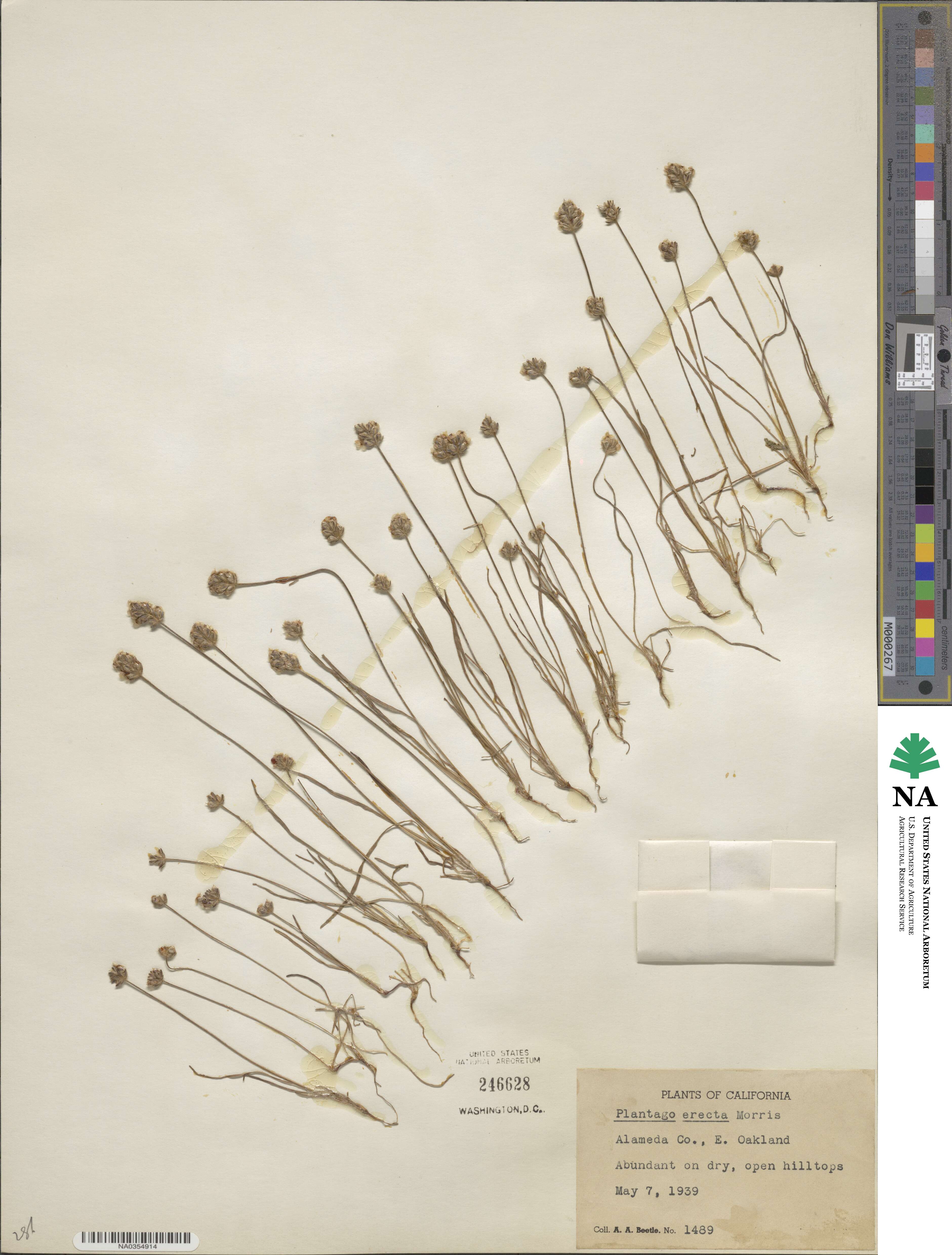 Plantago erecta image