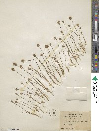 Plantago erecta image