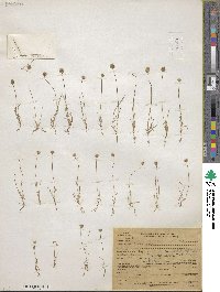 Plantago erecta image