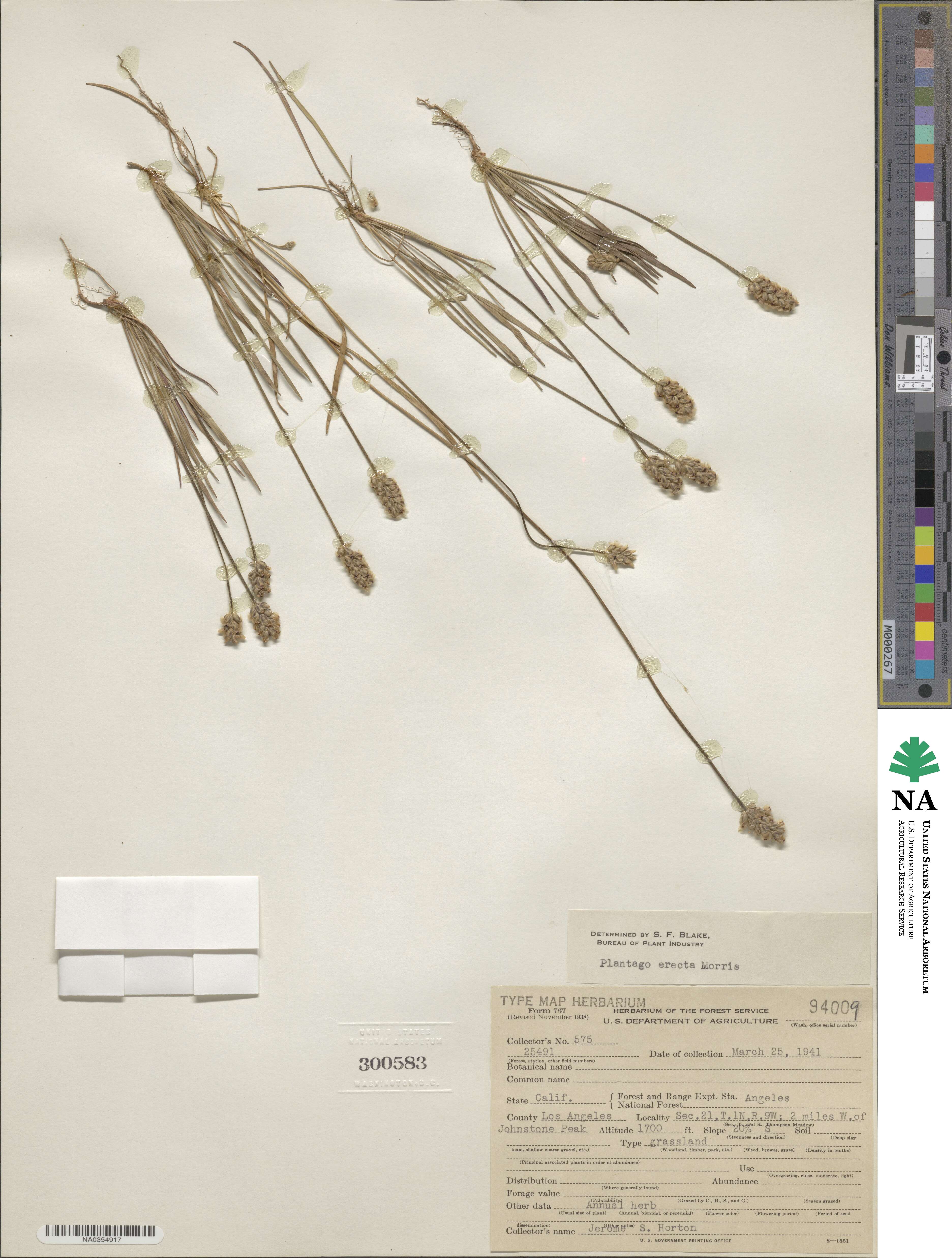 Plantago erecta image