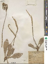 Image of Plantago eriopoda