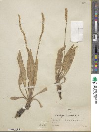 Plantago eriopoda image