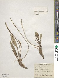 Plantago eriopoda image