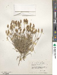 Plantago ovata var. fastigiata image