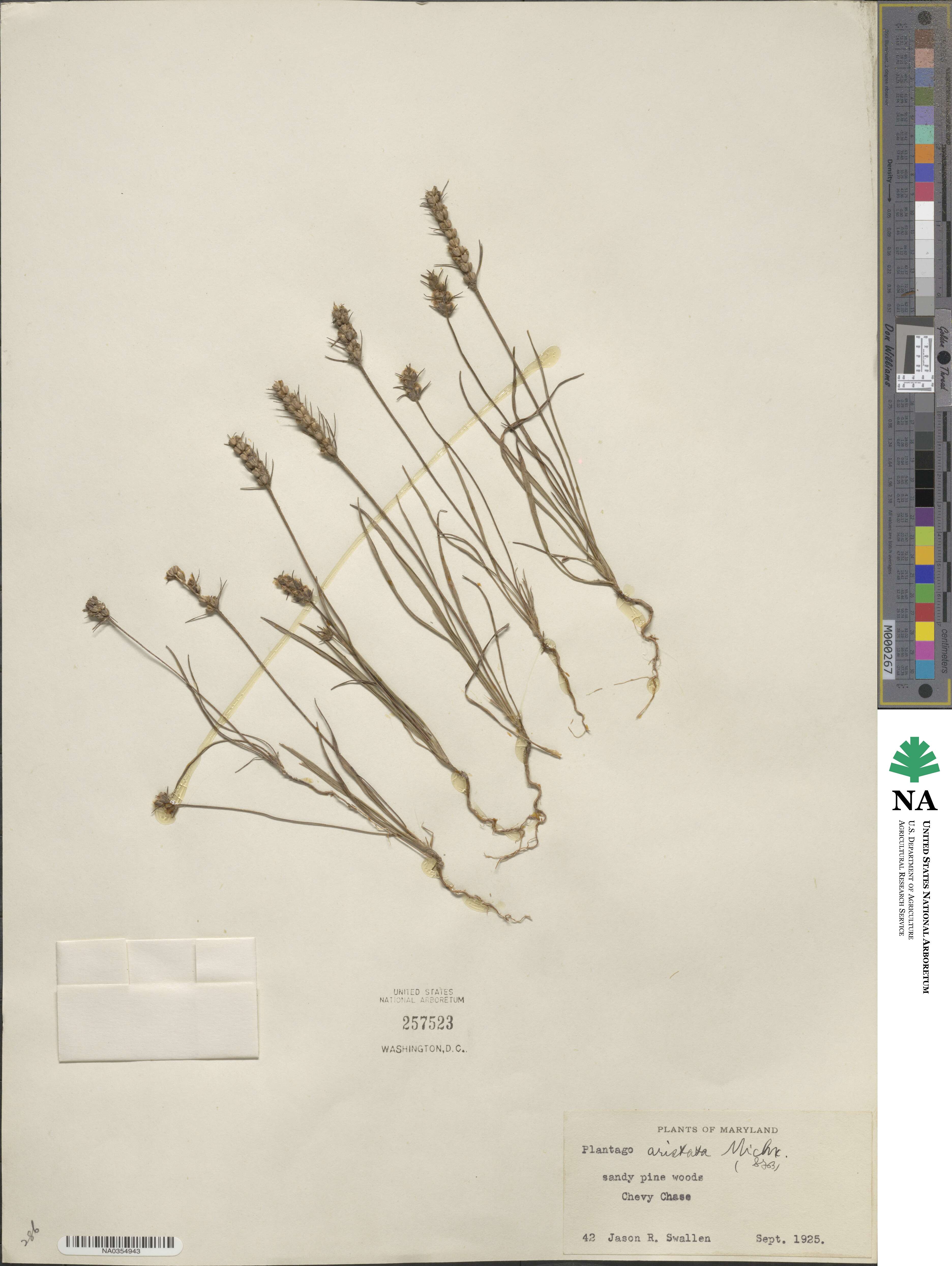 Plantago aristata image