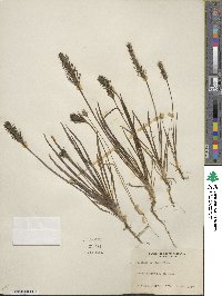 Plantago aristata image