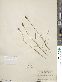 Plantago aristata image