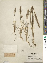 Plantago aristata image