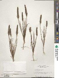 Plantago aristata image